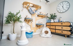 Bengal cats for sale: Frankie-Stunning Snow Bengal-TICA-Available now! - Image 26