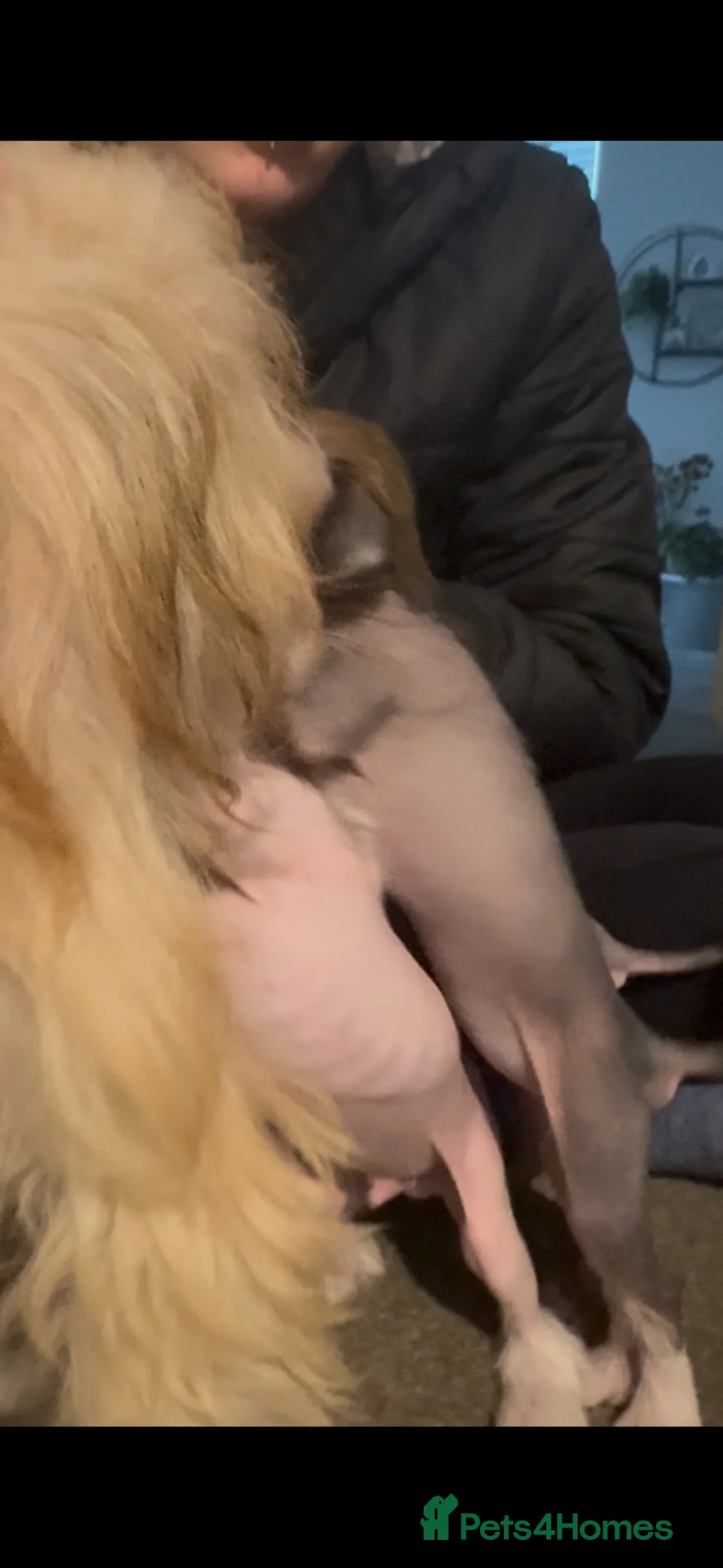Chinese Crested dogs for sale: Hairless Chinese Cresteds  - Advert 2