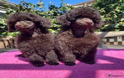 Miniature Poodle dogs for sale: Top Brown Miniature Poodles - Image 2