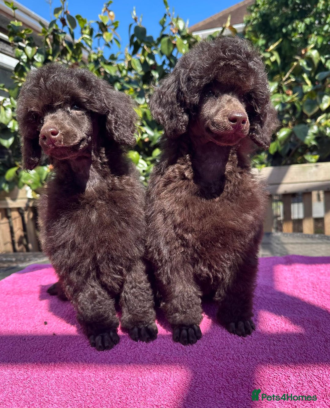 Miniature Poodle dogs for sale: Top Brown Miniature Poodles - Image 2