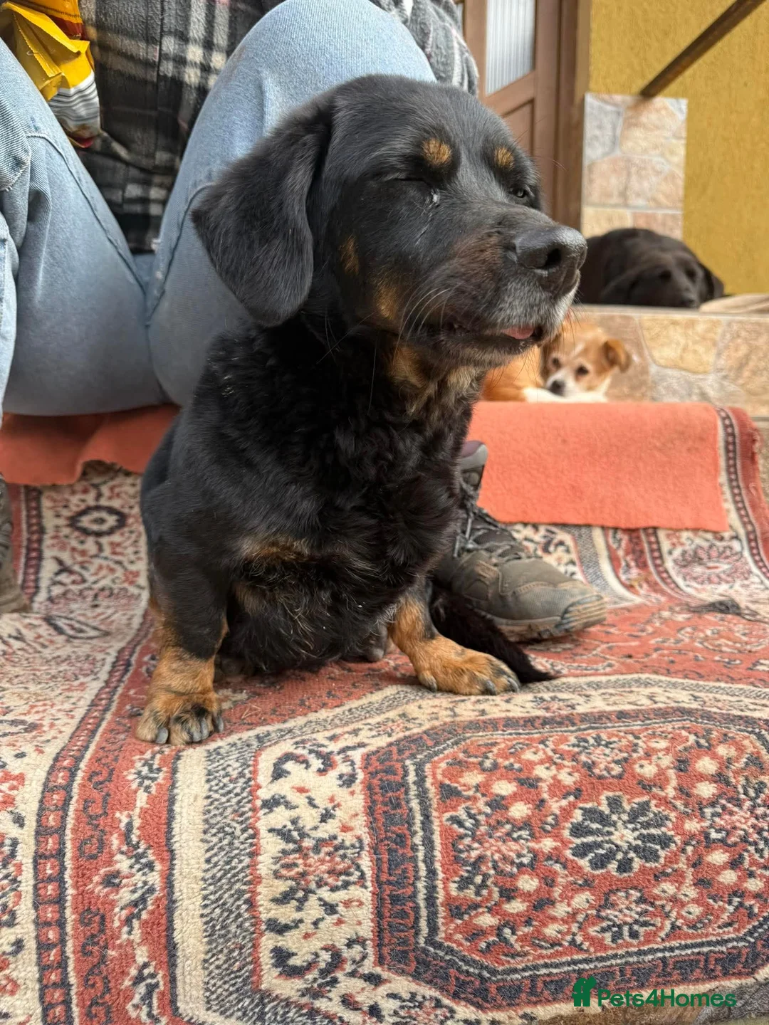 Mixed Breed dogs for adoption: Maya is looking for a home!  - Advert 5