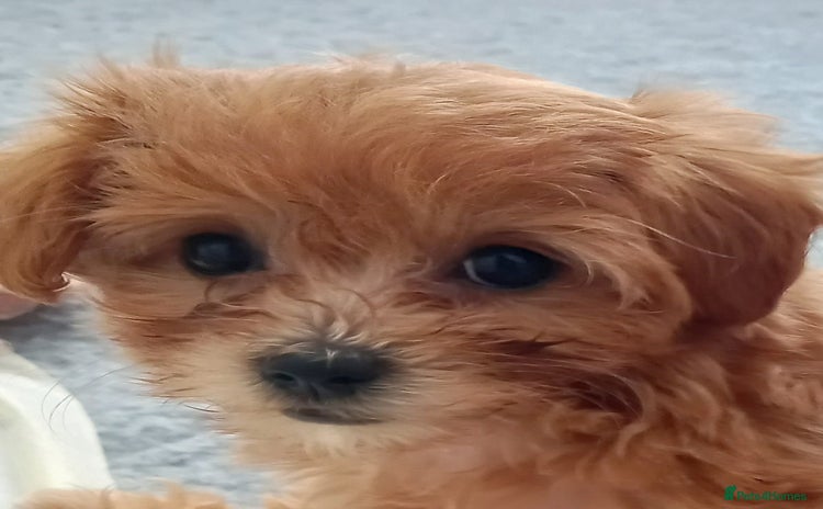 Maltipoo dogs in Glastonbury - Advert 1