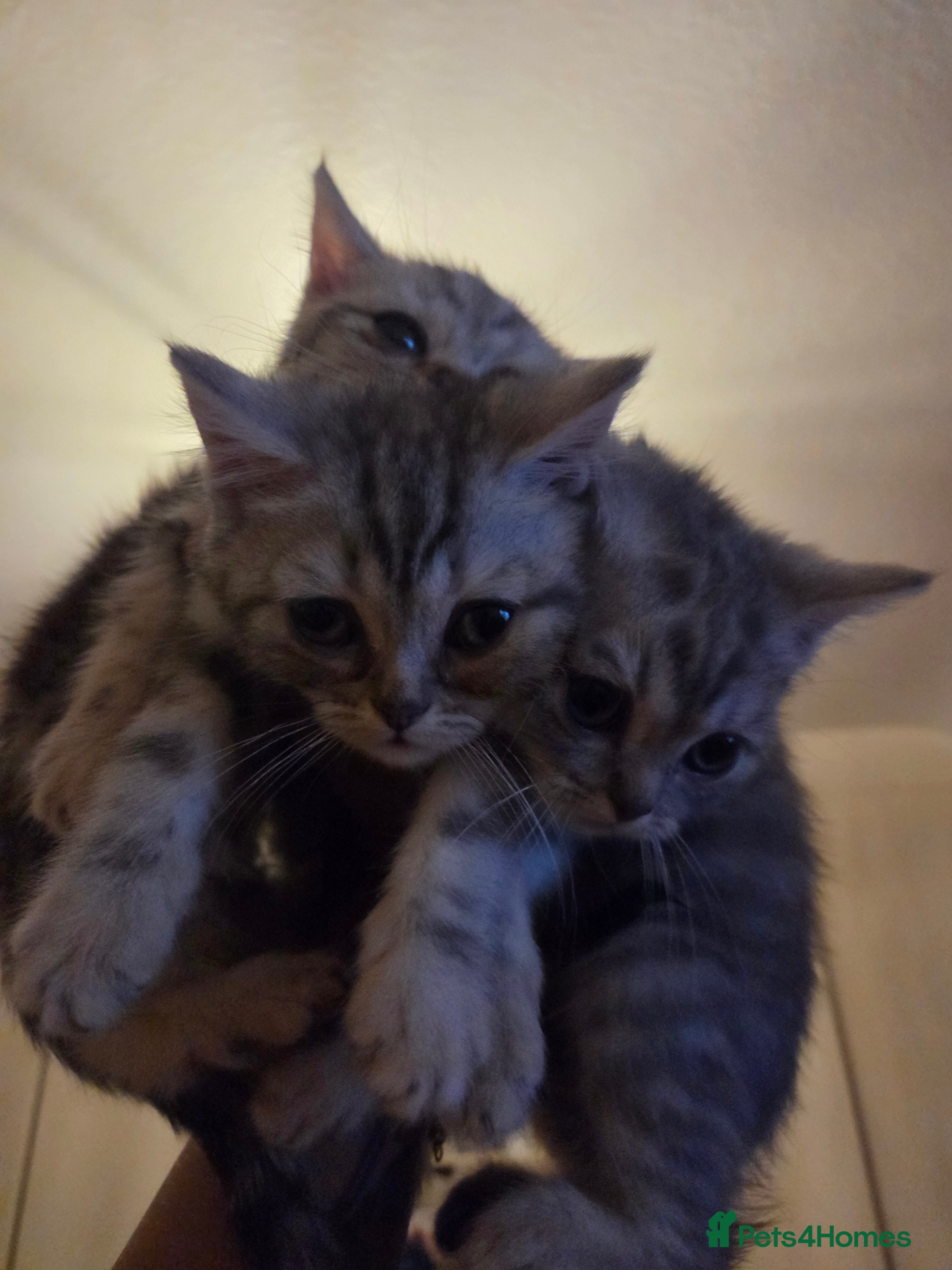 British Shorthair cats Kittens bsh ready to go - Advert 2