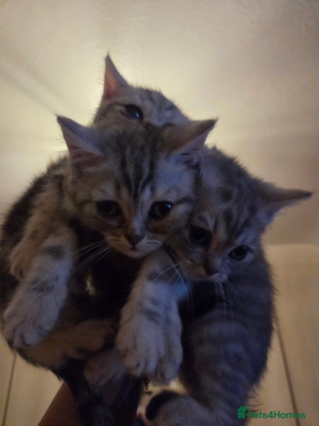 British Shorthair cats for sale: Kittens bsh ready to go - Advert 1