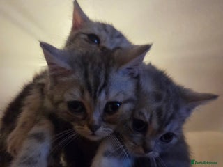 British Shorthair cats Kittens bsh ready to go - Advert 2