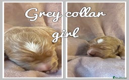 Mini Goldendoodle dogs for sale: Stunning F1 Mini Goldendoodles  - Image 11