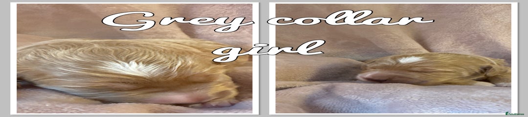 Mini Goldendoodle Puppy 8