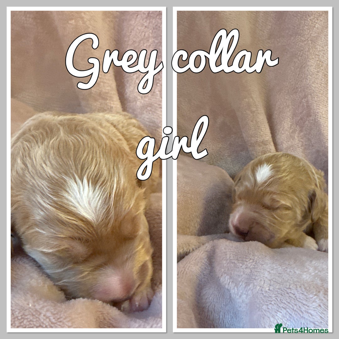 Mini Goldendoodle dogs for sale: Stunning F1 Mini Goldendoodles  - Image 11