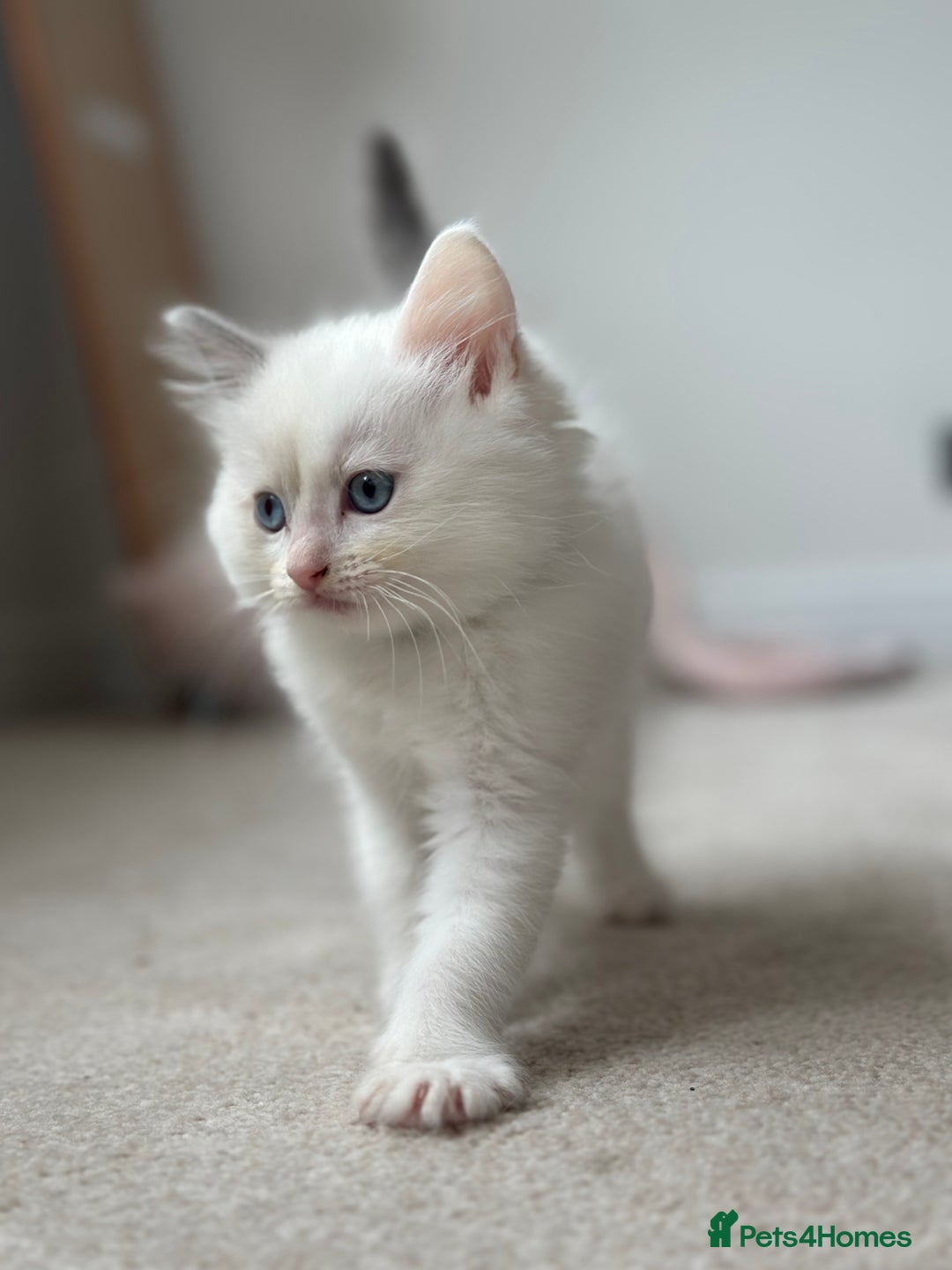 Ragdoll cats for sale: GCCF Registered Ragdoll Kittens Available! 🐾 in Taunton - Image 24