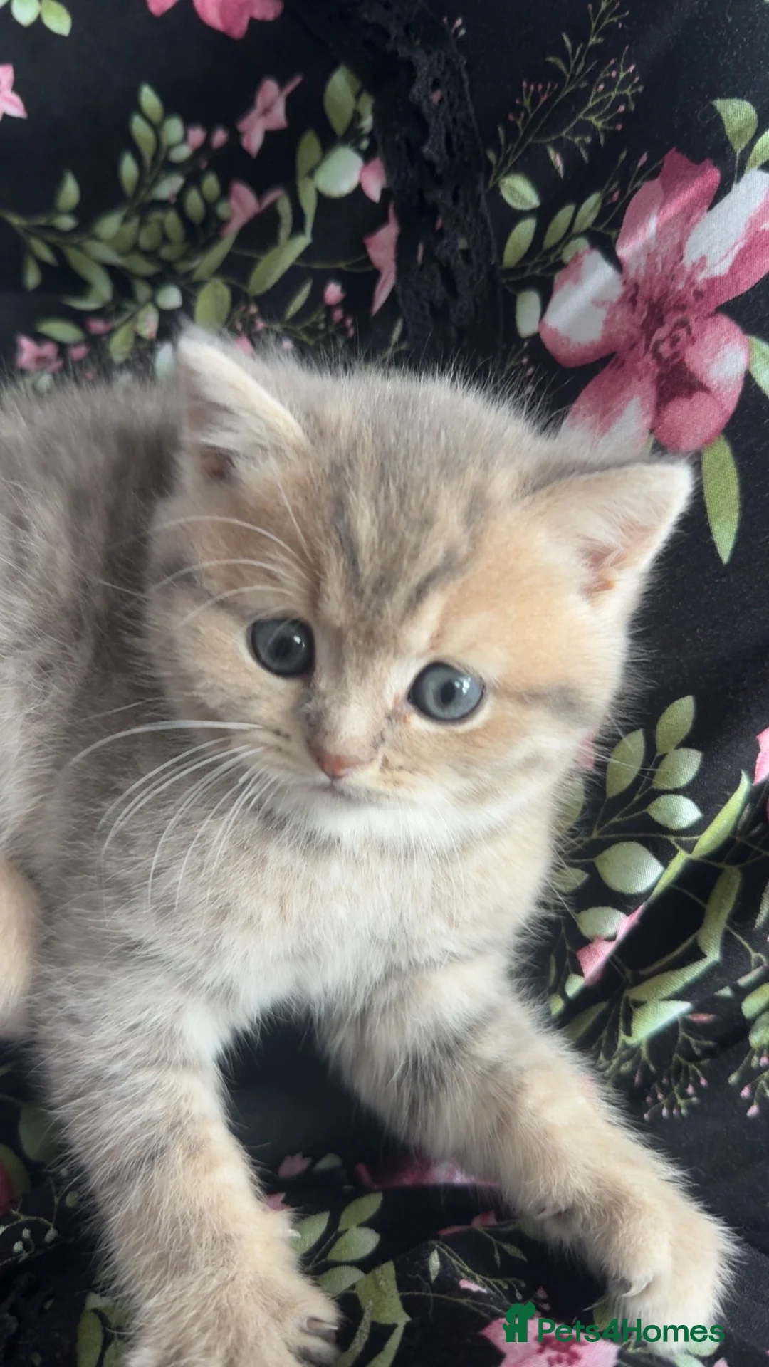 Scottish Fold cats for sale: Scottish Straight kittens - Advert 2