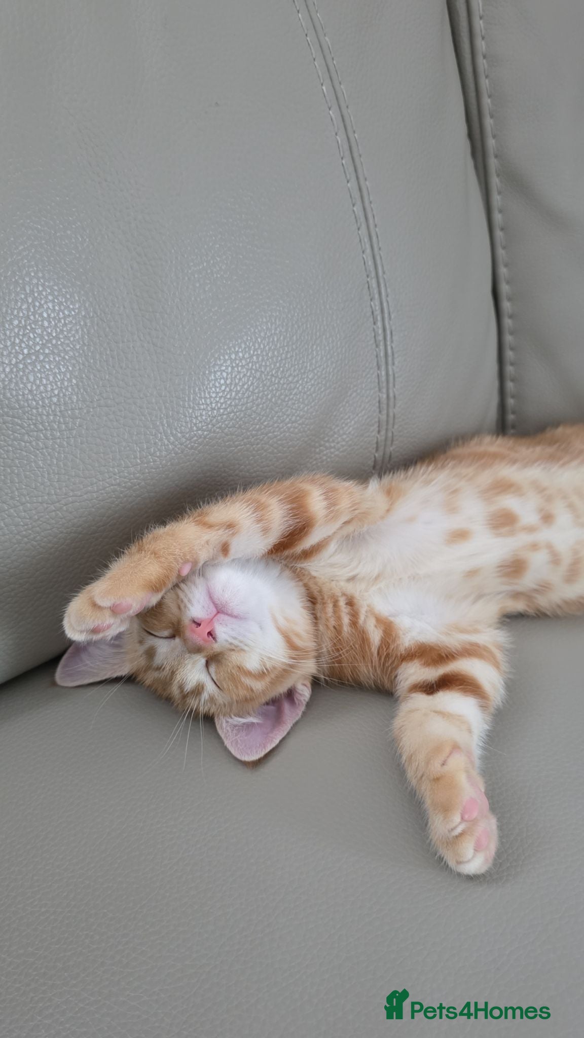Mixed Breed cats Persian tabby - Advert 4