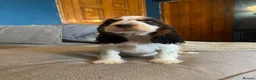 Cocker Spaniel dogs for sale: Show Type Cocker Spaniel Puppies - Advert 6