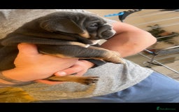 English Bulldog dogs for sale: 10 Top quality English bulldog puppies for sale  - Image 18