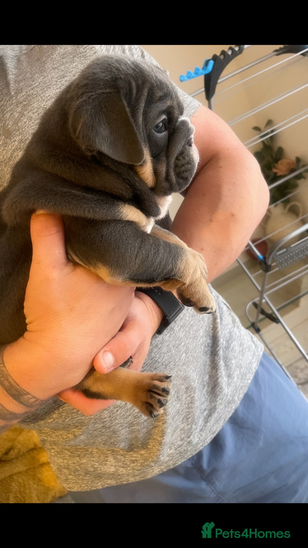 English Bulldog dogs for sale: 10 Top quality English bulldog puppies for sale  - Image 18