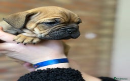 Mixed Breed dogs for sale: Bulldog de Bordeaux  - Image 32