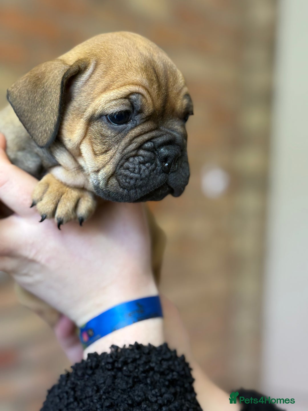 Mixed Breed dogs for sale: Bulldog de Bordeaux  - Image 32