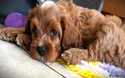 Cavapoo dogs for sale: Rare Miniature F1 Cavapoo Quality Puppies - Image 3