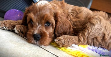 Cavapoo dogs - Advert 9