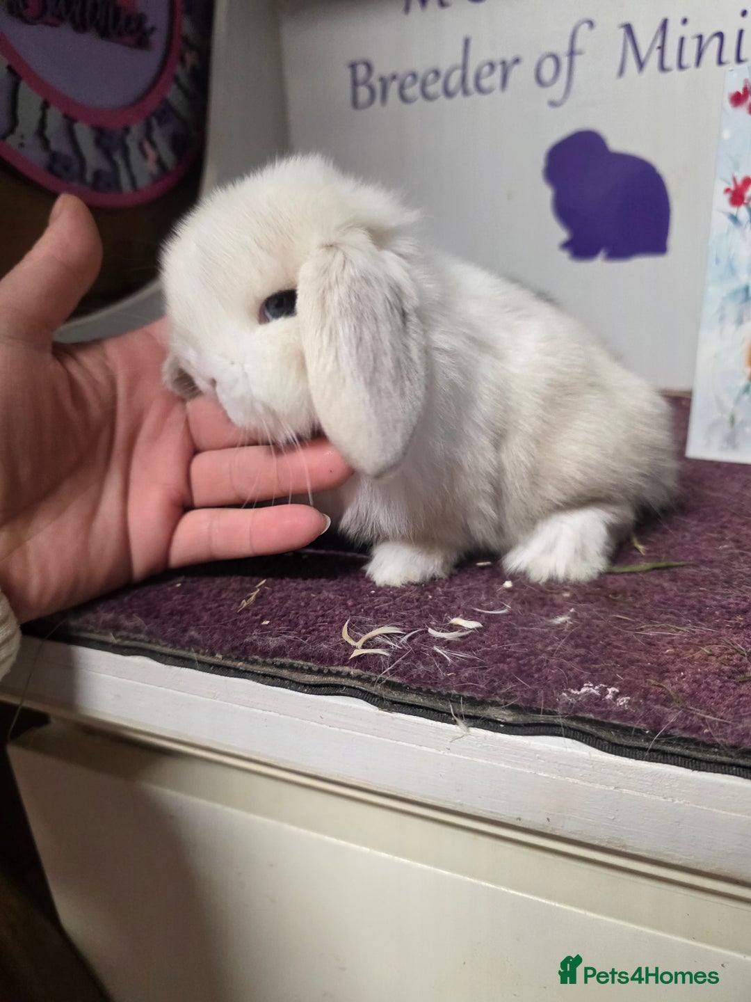 Mini Lop rabbits for sale: 3 Mini Lop boys  - Advert 4