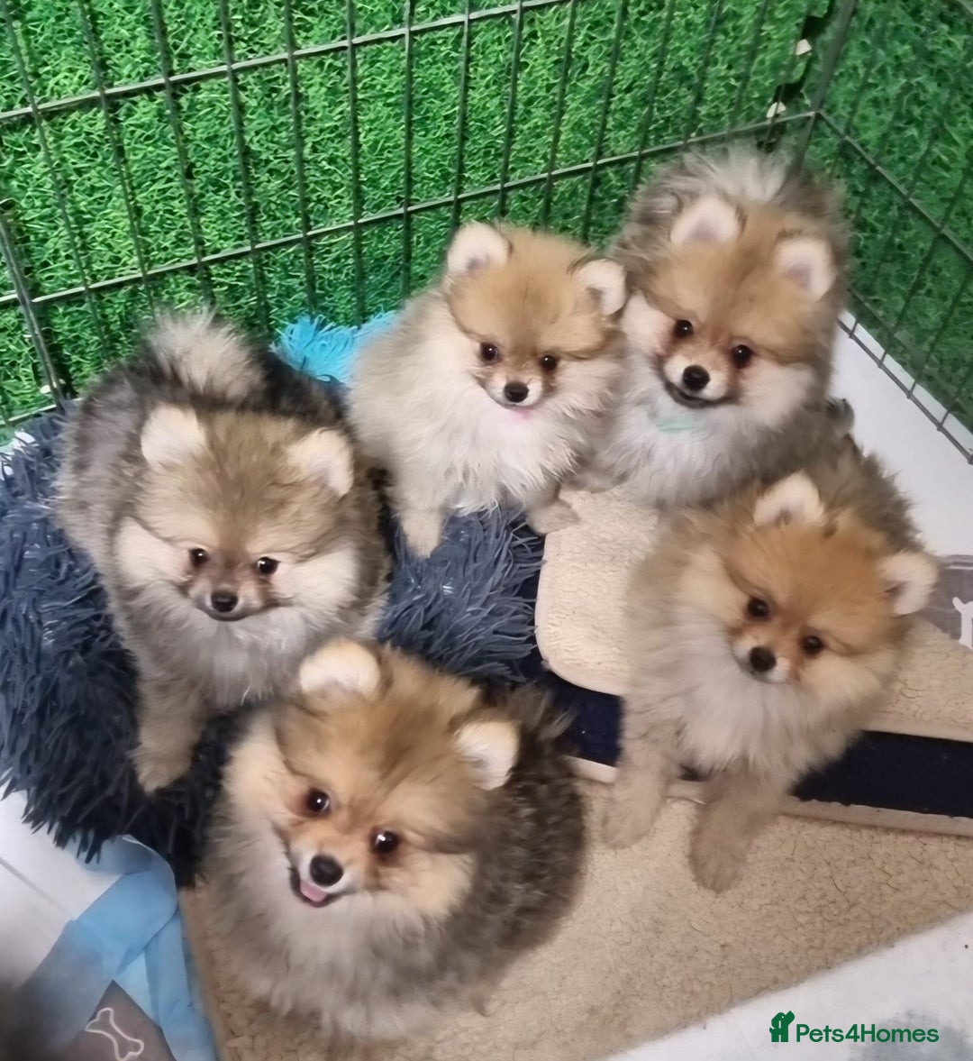 Pomeranian dogs for sale: Pomeranian Puppy 5   (RED)  - Pomeranian  - Image 18