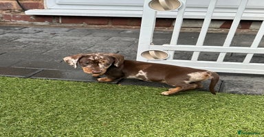 Miniature Dachshund dogs - Advert 4