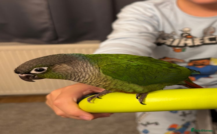 Conures birds - Advert 2