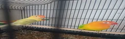 Lovebirds birds for sale: Lovebirds for sale - Advert 1