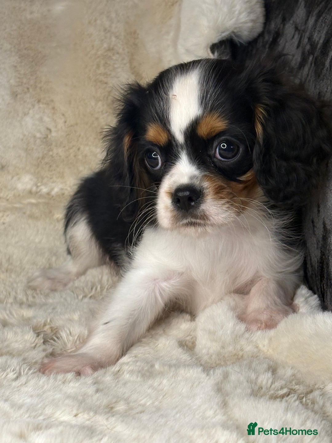Cavalier King Charles Spaniel dogs for sale: Health tested cavalier puppies  - Advert 19