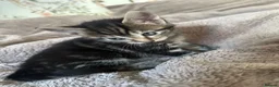Mixed Breed cats for sale: mixed tabby kittens - Advert 7
