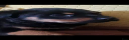 Rottweiler dogs for sale: Beautiful litter of rottweiller puppies - Advert 6