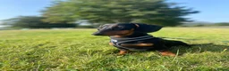 Miniature Dachshund dogs for sale: 1 year old black & tan miniature dachshund  in Porthmadog - Advert 3