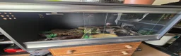Leopard Gecko reptiles for sale: Leopard gecko for sale with the viv - Advert 3