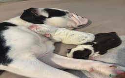 Mixed Breed dogs for sale: Bulldog x Mini Dachund - Image 10