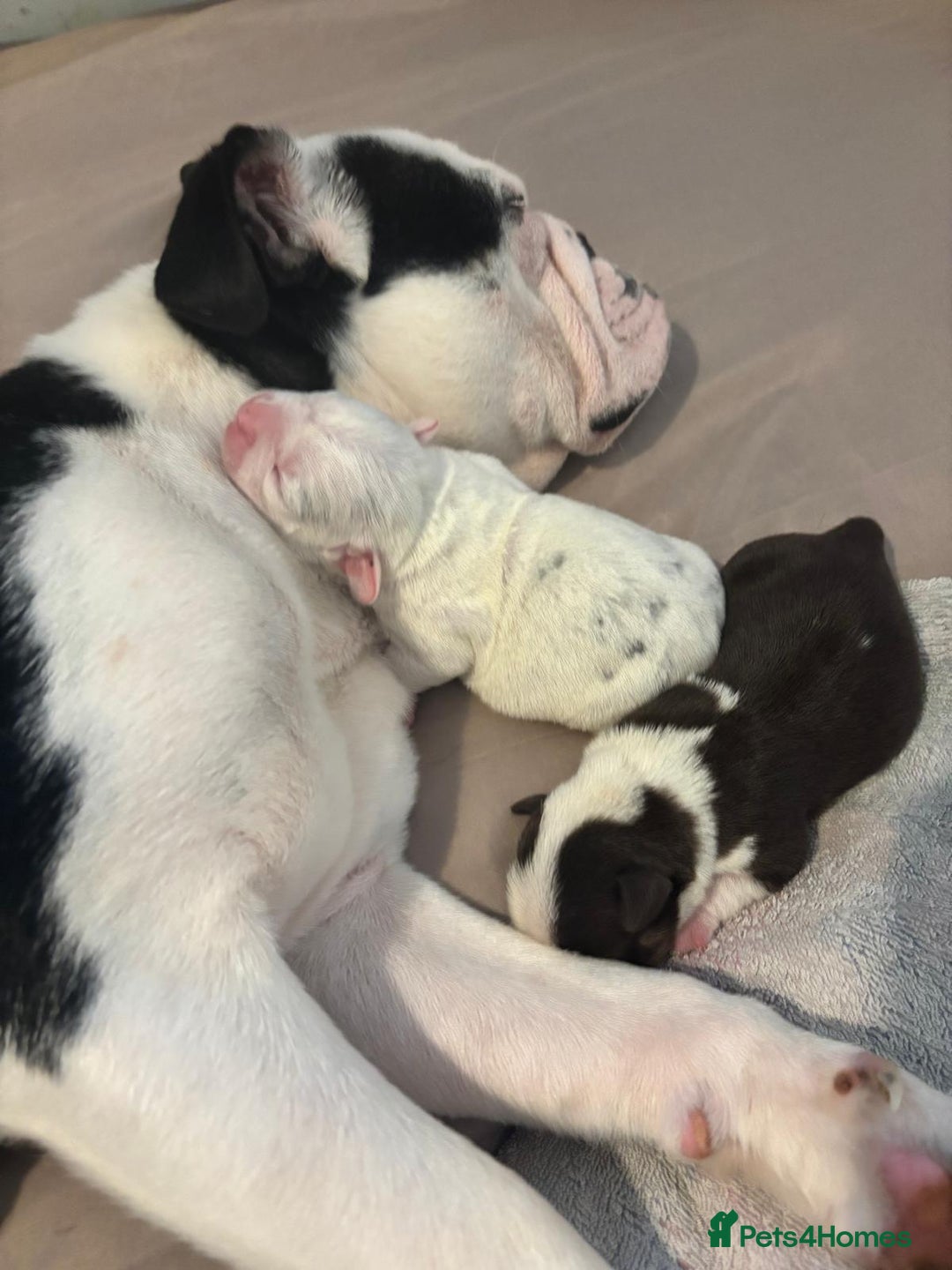 Mixed Breed dogs for sale: Bulldog x Mini Dachund - Image 10