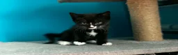 Mixed Breed cats for sale: 4 kitten looking for lovely home  - Advert 5