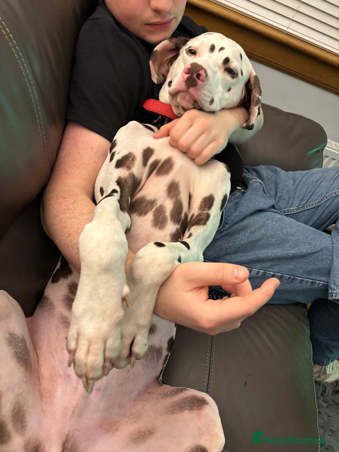 Dalmatian dogs for sale: Oreo  - Advert 3