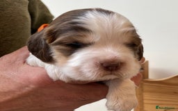 Cocker Spaniel dogs for sale: Adorable show cocker spaniels - Image 9