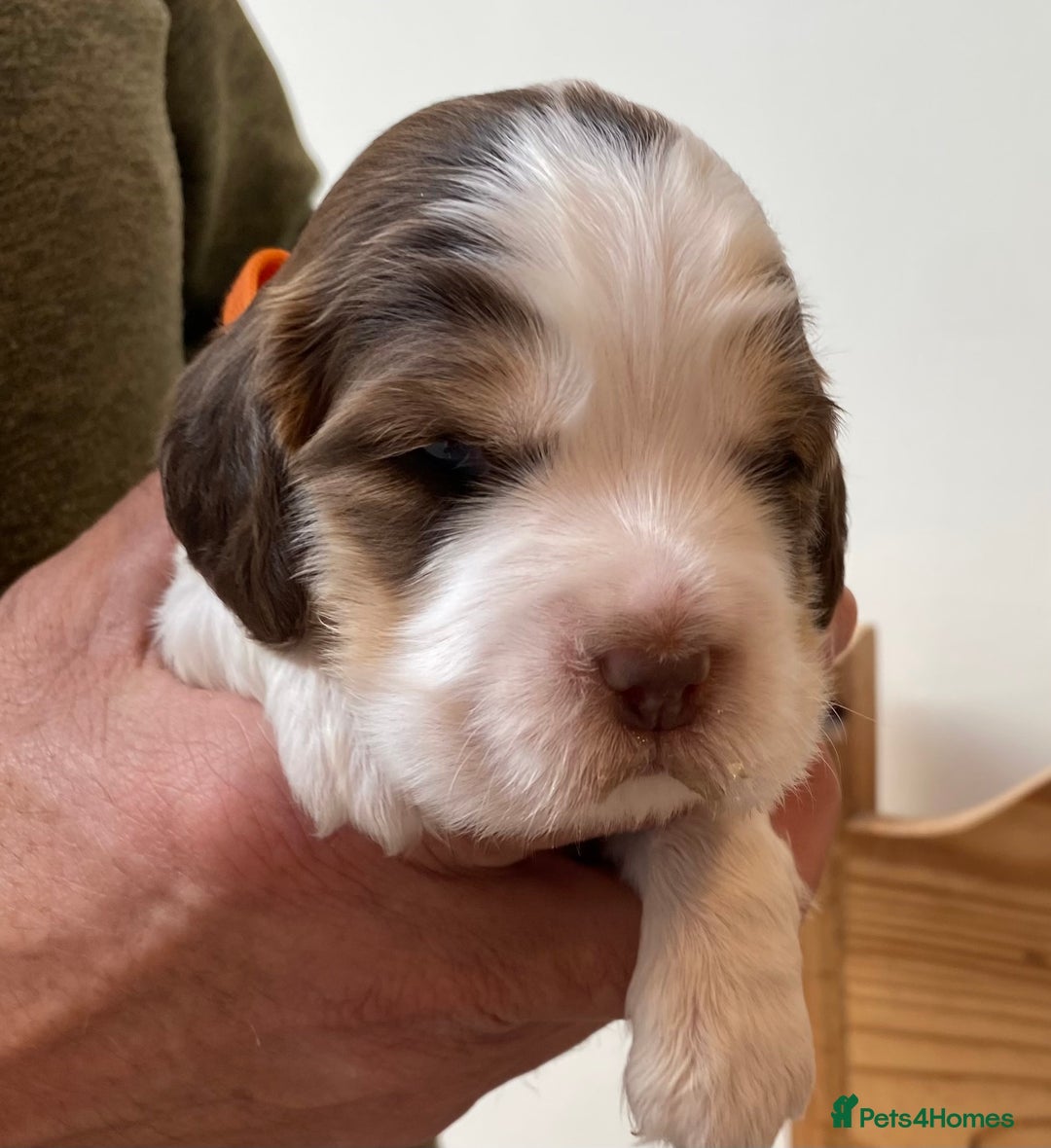 Cocker Spaniel dogs for sale: Adorable show cocker spaniels - Image 9
