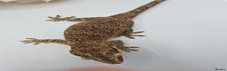 Gecko reptiles for sale: Proven breeder Orange blotch gargoyle gecko  - Advert 6