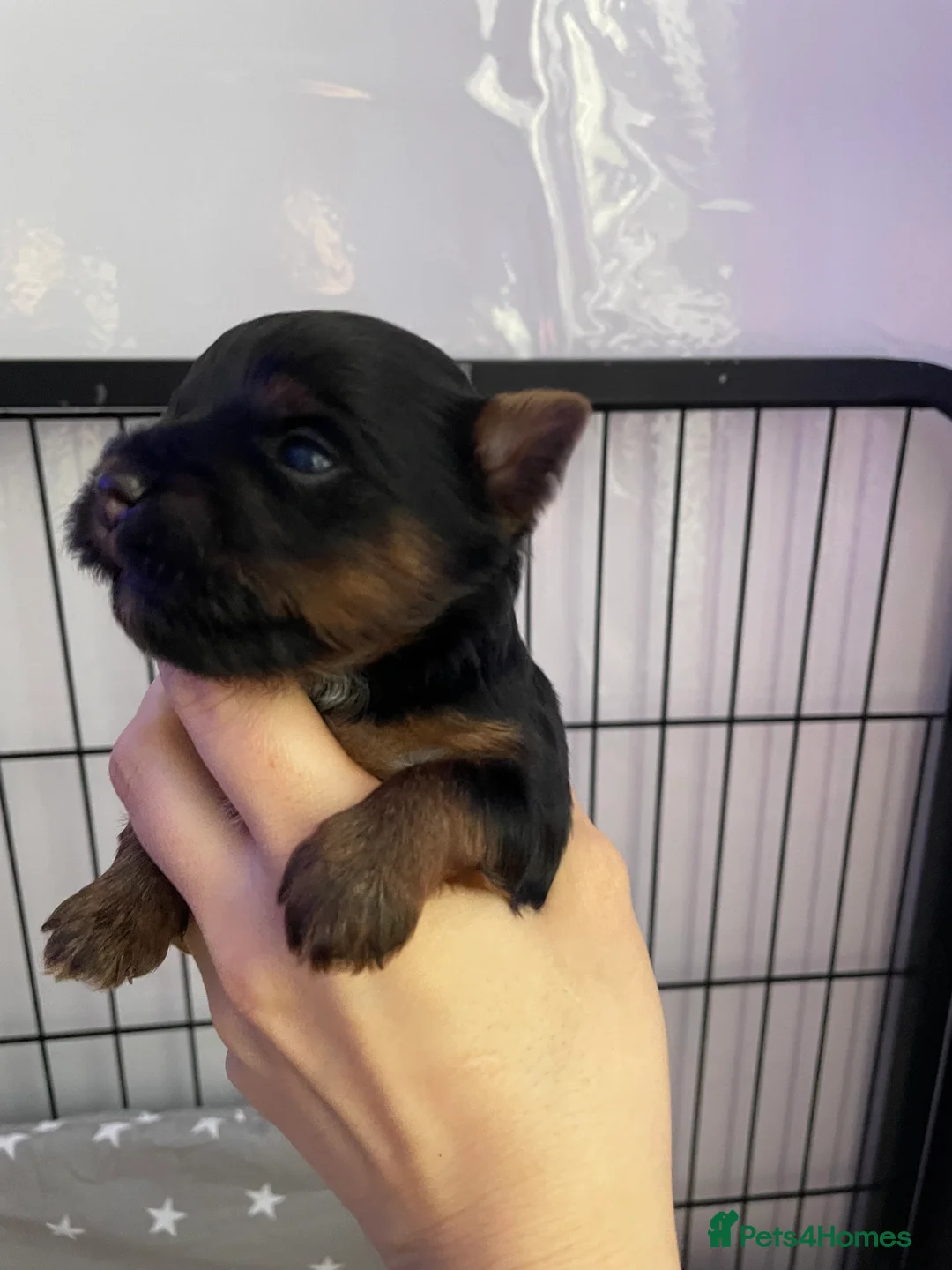 Yorkshire Terrier dogs for sale: pure breed yorkshire terrier  - Advert 12