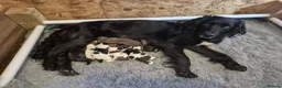 Springador dogs for sale: Springador X English springer spaniel pups - Advert 1