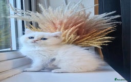 British Shorthair cats for sale: LAST KITTEN - Rare Golden Lilac Point BSH Girl - Advert 4