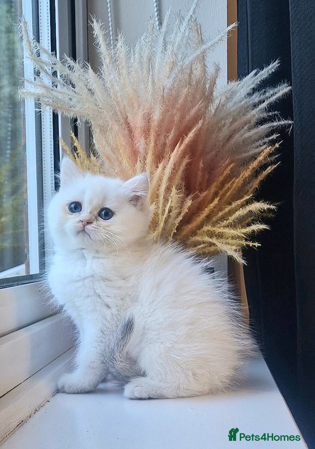 British Shorthair cats for sale: LAST KITTEN - Rare Golden Lilac Point BSH Girl - Advert 4