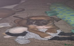Boxer dogs for sale: Kc Boxer Puppies - Image 19