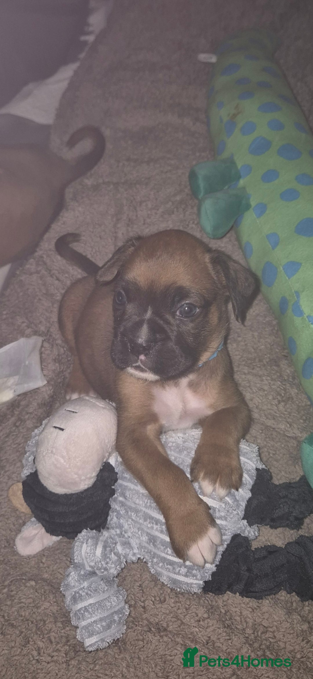 Boxer dogs for sale: Kc Boxer Puppies - Image 19