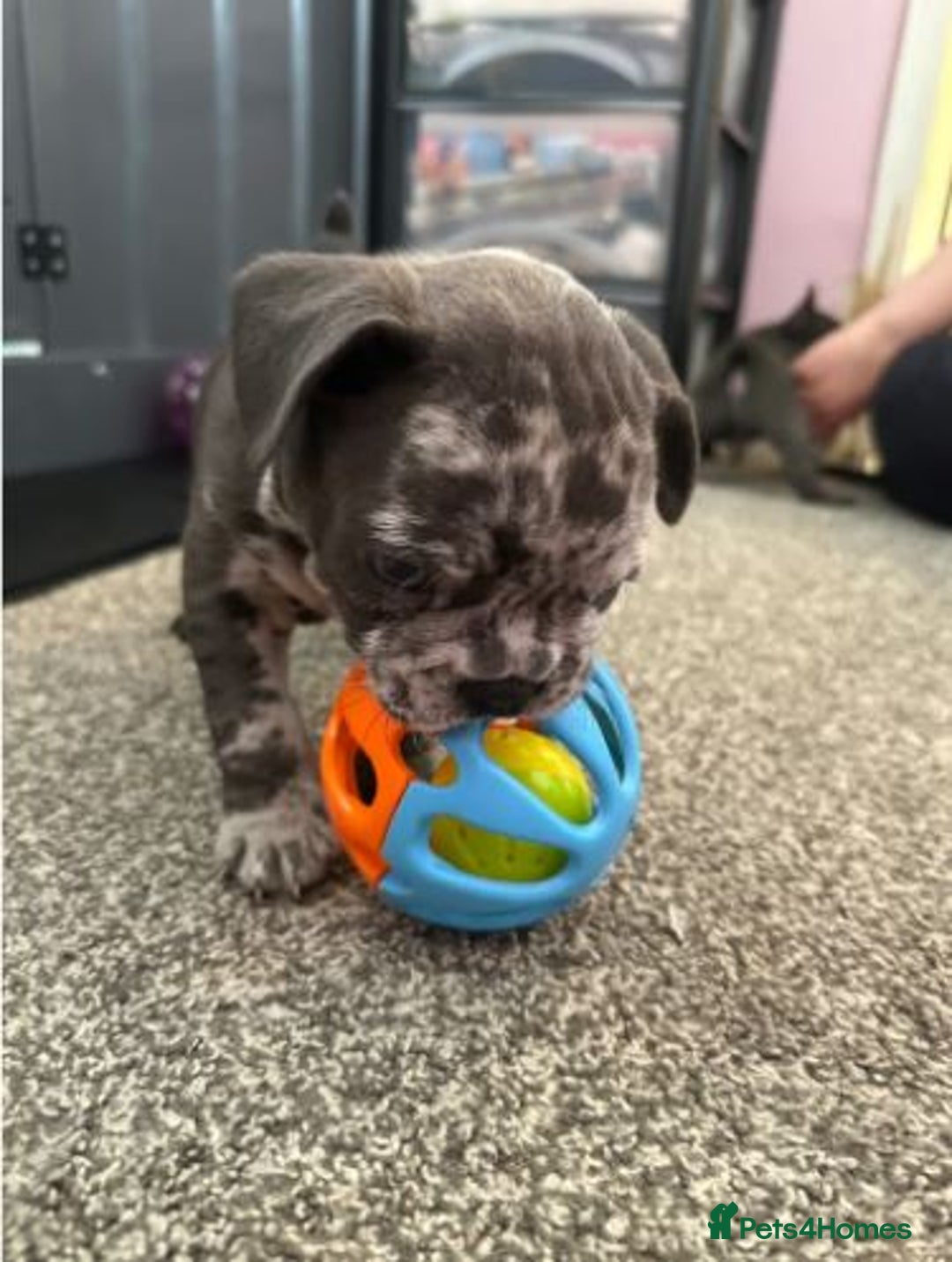 French Bulldog dogs for sale: Gorgeous Frenchies Puppies - Advert 1