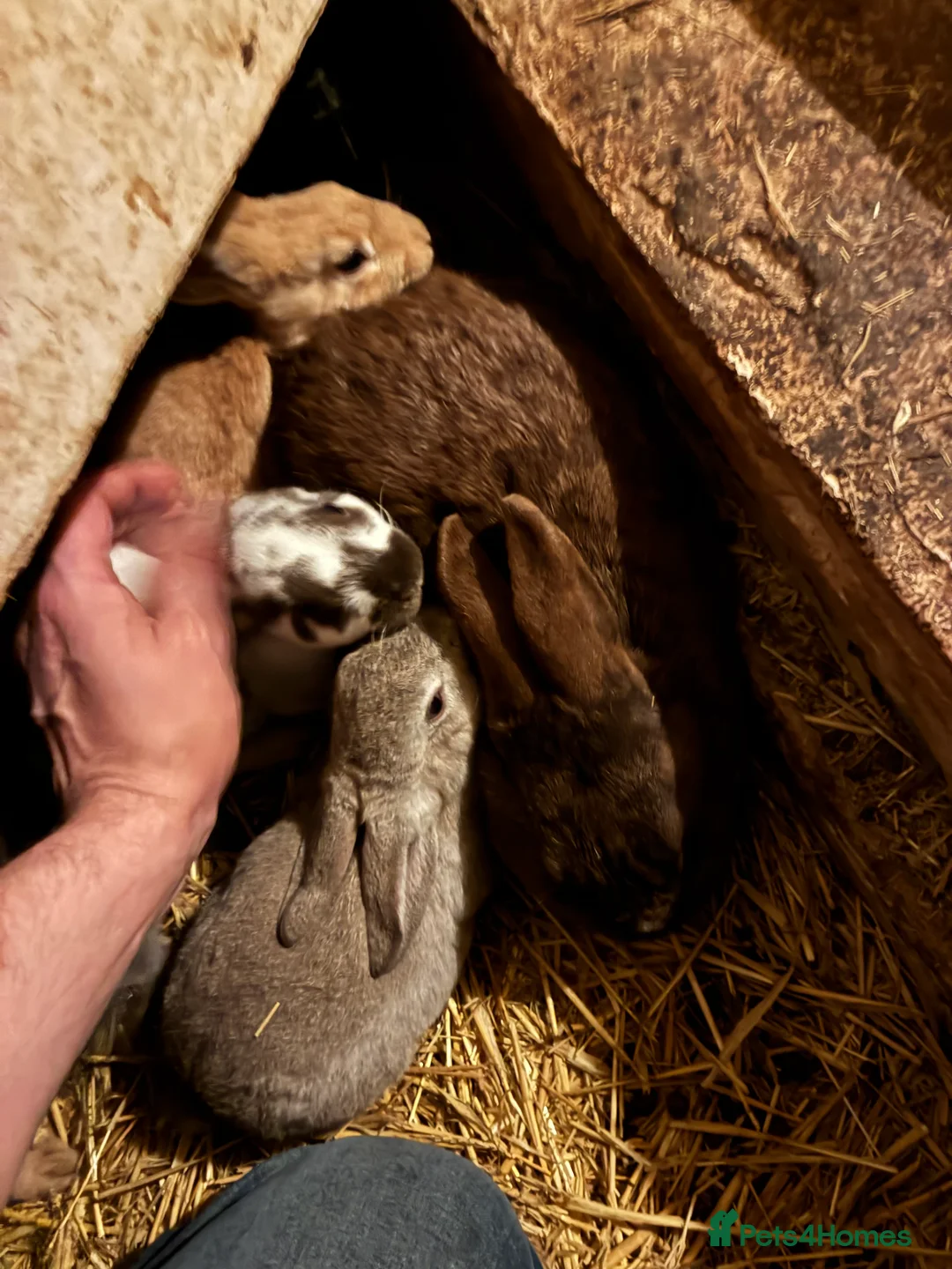 Rex rabbits for sale: Rex, velvet and mixed bunnies  - Advert 11