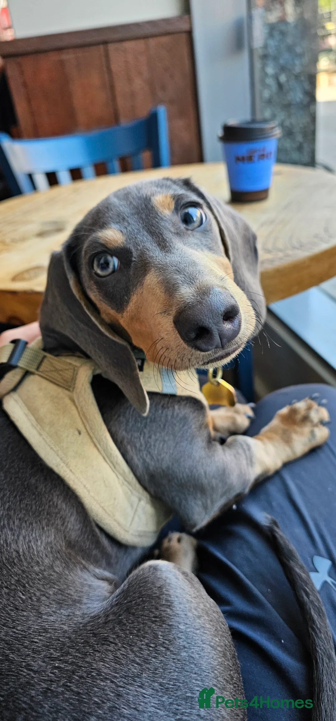 Miniature Dachshund dogs for stud: ⭐️KING PIRI (BLUE AND TAN) KC REG PROVEN Stud⭐️ in Bromley - Advert 5