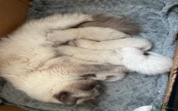 Ragdoll cats for sale: Ragdoll Kittens  - Image 10