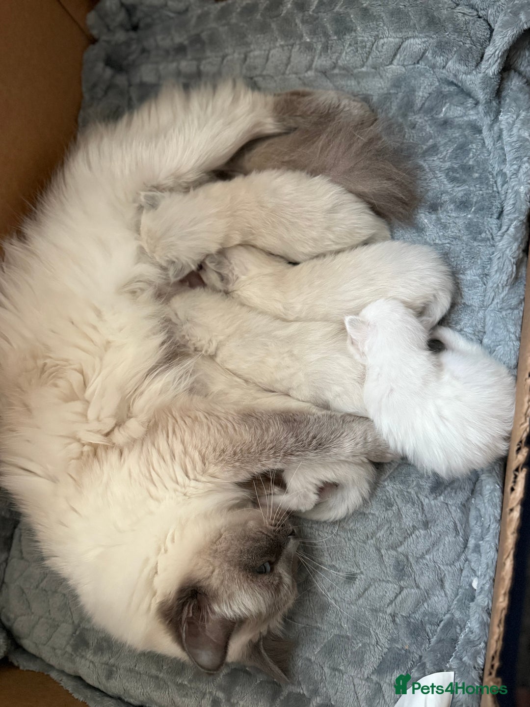 Ragdoll cats for sale: Ragdoll Kittens  - Image 10